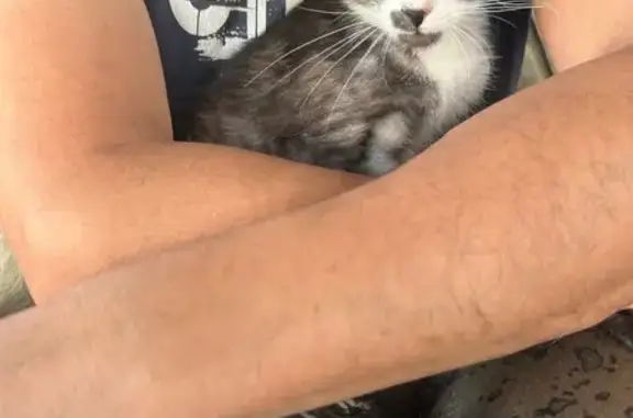 Кошка найдена, Чапаево, Хакасия