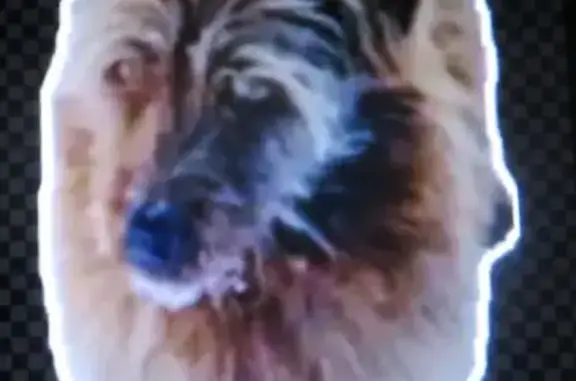 Собаки потеряшки, Омск, фото: Потеряшка собака на Орджоникидзе, 55, Омск