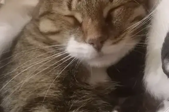 Кошки потеряшки, , фото: Потеряшка кошка, Бугульма, Татарстан