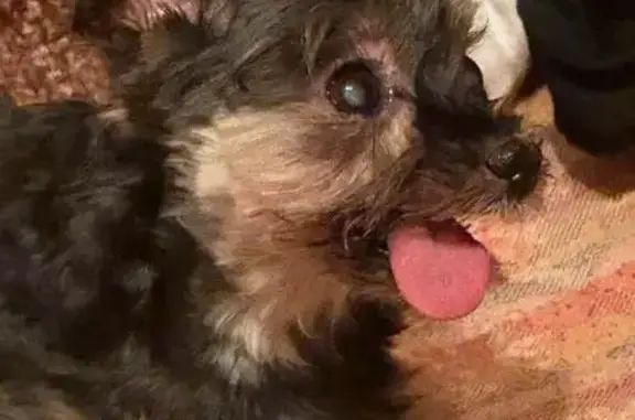 Собаки потеряшки, Иваново, фото: Потеряшка собака, ул. Б. Хмельницкого, 6