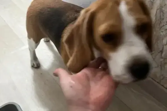 Найдена собака, , фото: Бигль найден на М5 у 