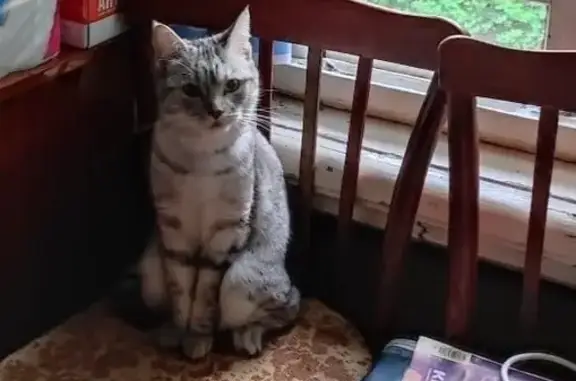 Пропала кошка у СНО Малинки, д. Зденежье