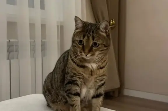 Кошки потеряшки, Астана, фото: Потеряшка кошка, пр. Туран 50/4, Астана