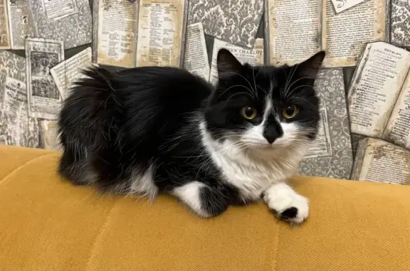 Кошки потеряшки, Санкт-Петербург, фото: Потеряшка кошка, Савушкина 24, СПб