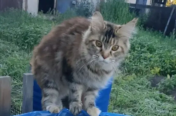 Кошки потеряшки, Шелехов, фото: Потеряшка кошка, Шелехов, ул. Пушкина, 14