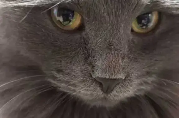 Кошки потеряшки, Ярославль, фото: Потеряшка кошка, ул. Коммунаров 18, Ярославль