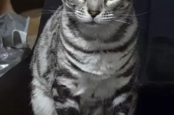 Пропала кошка, Новосельская 60, Пермь