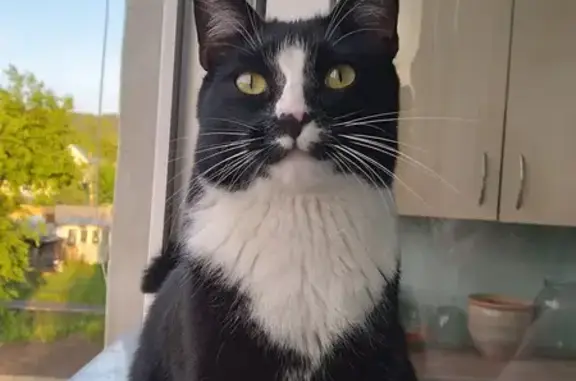 Пропала кошка, Набережная ул. 11, Мочище