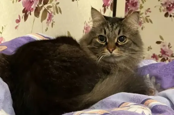 Кошки потеряшки, Каменск-Уральский, фото: Потеряшка кошка, ул. Суворова 21, Каменск