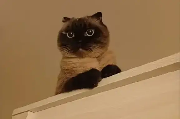 Пропала сиамская кошка, ул. Берзина 4А