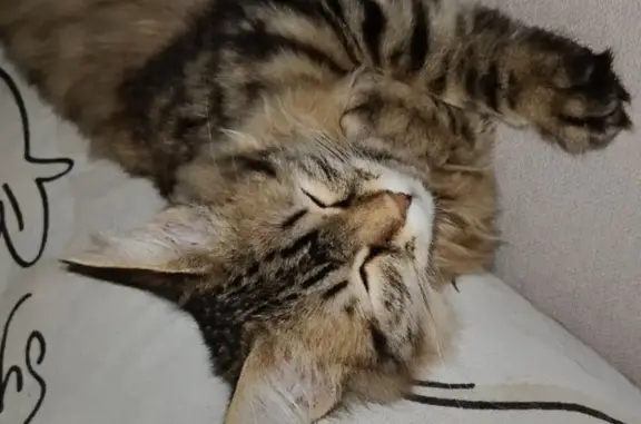 Пропала кошка, Садовый пер., 4, Урюпинск