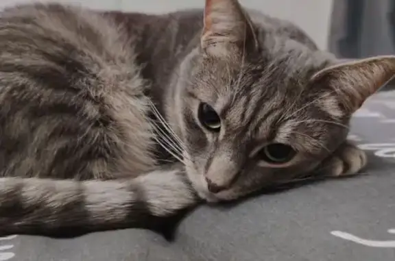 Кошки потеряшки, Минск, фото: Потеряшка кошка, Волоха 7 к1, Минск