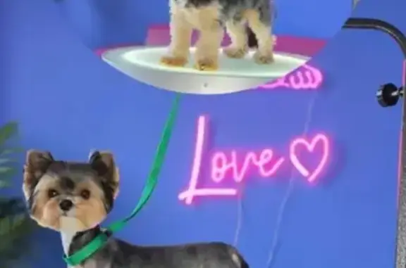 Потерянные животные Минусинск, фото: Пропала собака, Повстанская ул., Минусинск