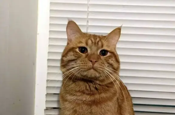 Кошки потеряшки, Оренбург, фото: Потеряшка кошка на Чкалова, 17, Оренбург