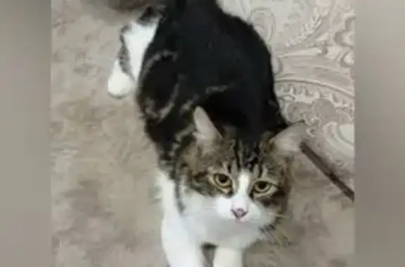 Кошки потеряшки, Пенза, фото: Потеряшка кошка, Ладожская ул., Пенза