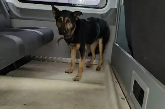 Собака найдена: Монастырская ул. 1, Никулино