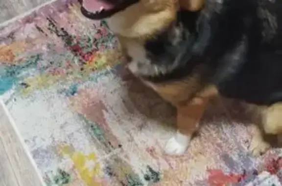 Пропала собака, Партизанская ул., Энгельс