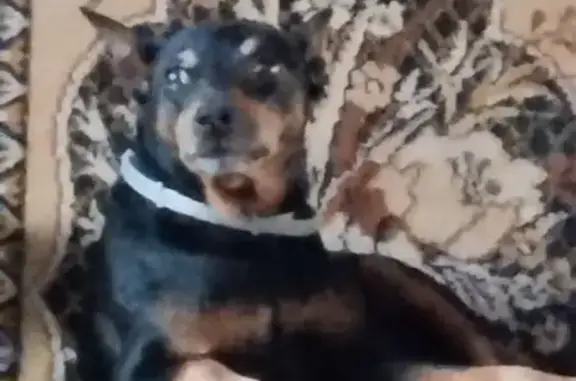 Пропала собака, Жашковская 13, Караваево