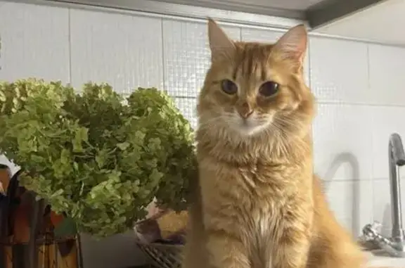 Кошки потеряшки, Саратов, фото: Потеряшка кошка, ул. Тархова 14Б, Саратов