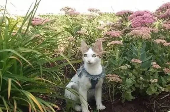 Пропала кошка у метро Новогиреево, Москва