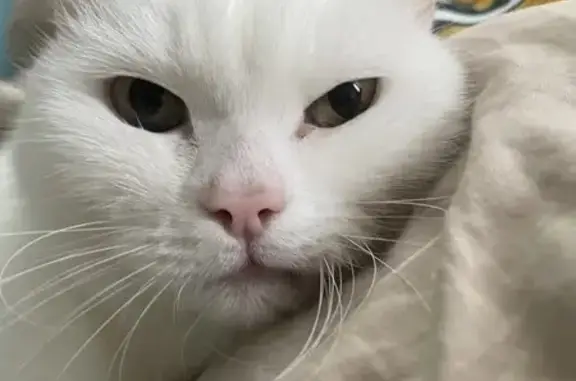 Пропала кошка, Белый Яр, Хакасия