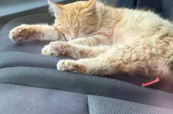 Найдена кошка, , фото: Найден кот, ул. Фадеева 10, Красный Посёлок