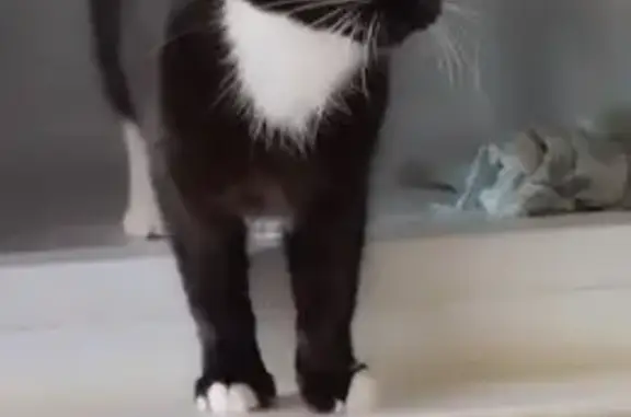 Пропала черная кошка, Профсоюзная 15