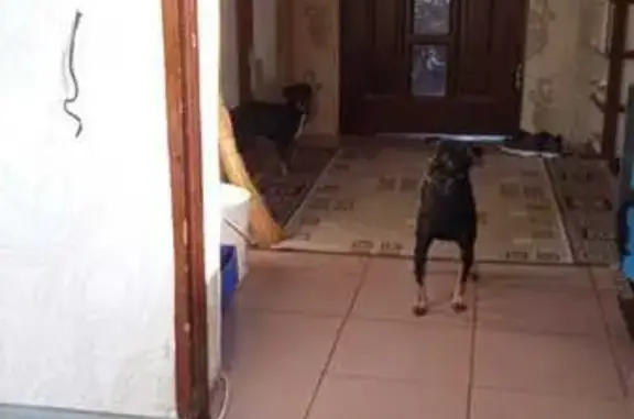 Собаки потеряшки, , фото: Потеряшка собака: район Потока, Сургут