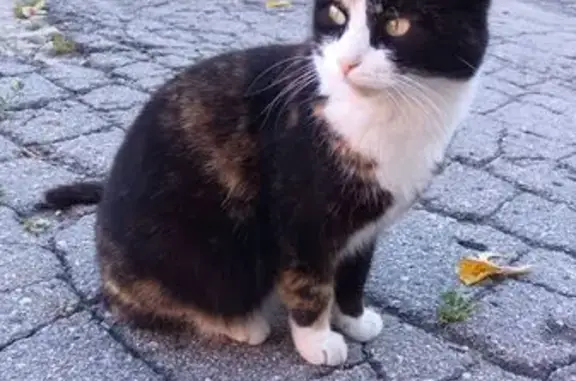 Кошка найдена у общаги, ул. Революции 47