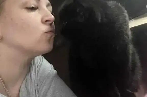 Пропала кошка, ул. К. Либкнехта, 22, Й-Ола