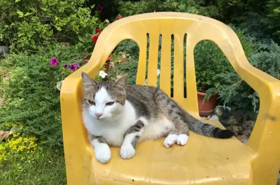 Кошки потеряшки, Московская область, фото: Потеряшка кошка, Волосово, МО