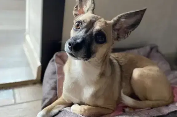 Собаки потеряшки, Московская область, фото: Потеряшка собака Семен, МО