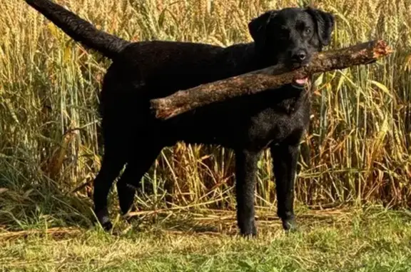 Собаки потеряшки, , фото: Потеряшка собака на Берёзовой, 652