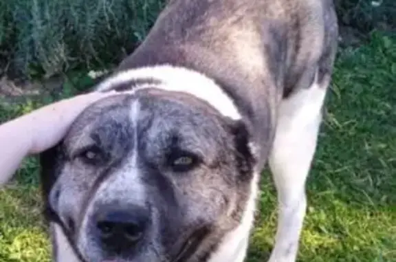 Найдена собака, Тульская область, фото: Собака найдена у села Никольское, Тула