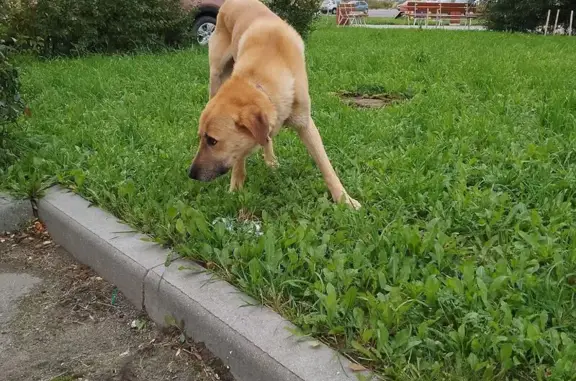 Найдена собака, Вологда, фото: Собака найдена у дома 1а, мкр. Зелёный город