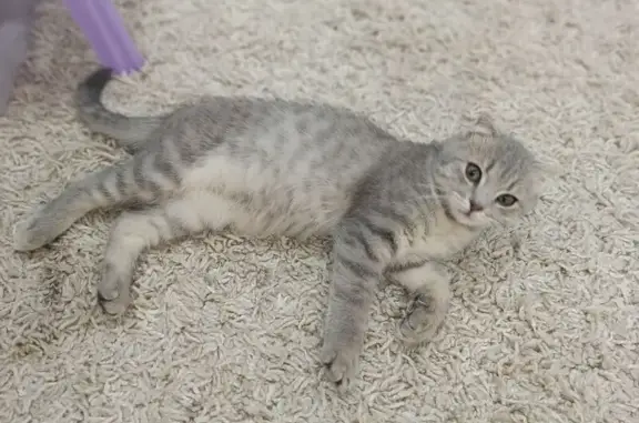 Пропала кошка, Белгород, Белгородская обл.