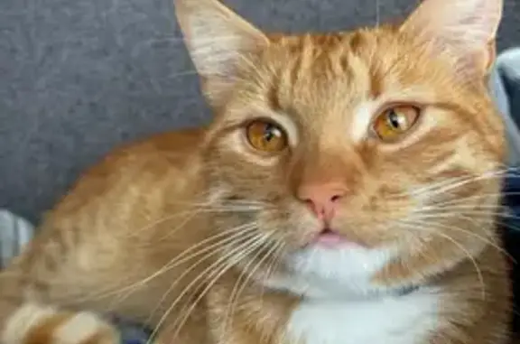 Кошки потеряшки, , фото: Потеряшка рыжий кот, Литвины, Речная 55А