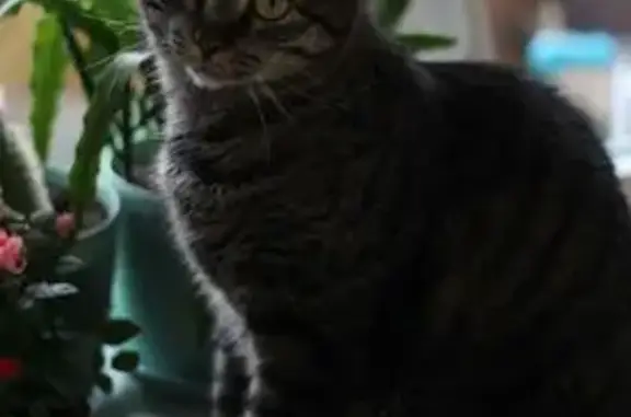 Пропала кошка, ул. М. Горького 5, Тула