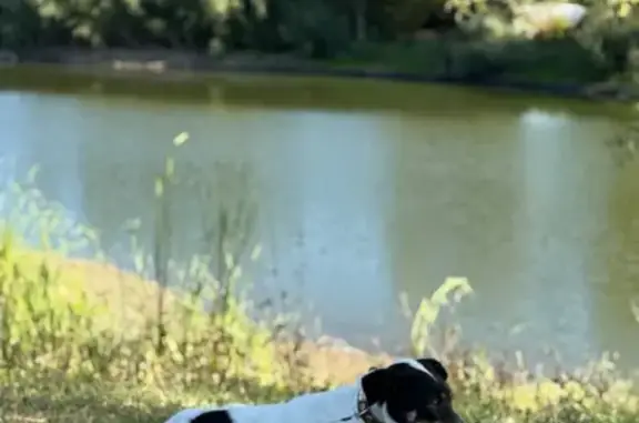 Пропала собака, Балтайская ул., Саратов