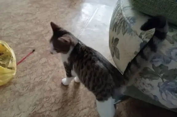 Объявления о пропавших и найденных животных, Соликамск, фото: Найдена кошка, ул. Кузнецова 7А, Соликамск