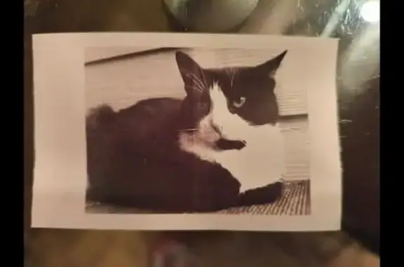 Кошки потеряшки, Санкт-Петербург, фото: Потеряшка кошка, Гражданский пр., СПб