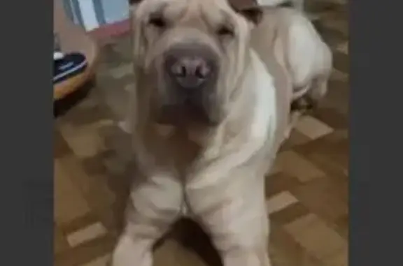 Собаки потеряшки, Набережные Челны, фото: Потеряшка собака, Набережные Челны 7/3