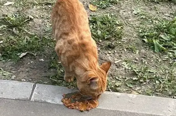 Кошка найдена: Волгоградский проспект 111