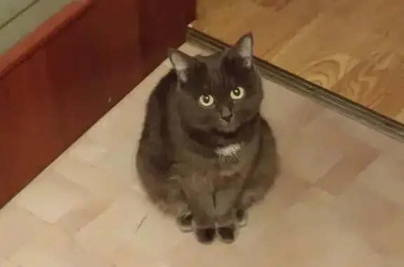 Пропала кошка, ул. Смазчиков, 5, Екб