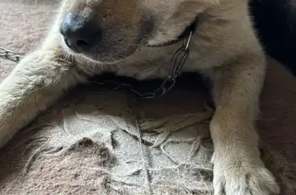 Собаки потеряшки, Иваново, фото: Потеряшка собака, Кооперативная ул., Иваново