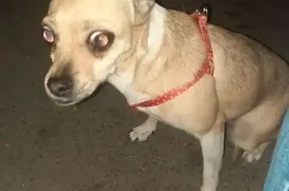 Найдена чихуахуа, пр. Ленина, Волгоград