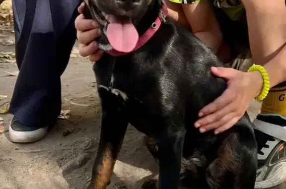 Собака найдена: ул. Клары Цеткин, 44А