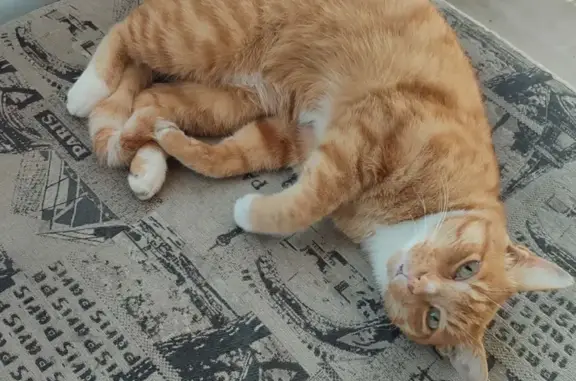 Кошки потеряшки, Благовещенск, фото: Потеряшка кошка, Высокая ул. 125, Благовещенск