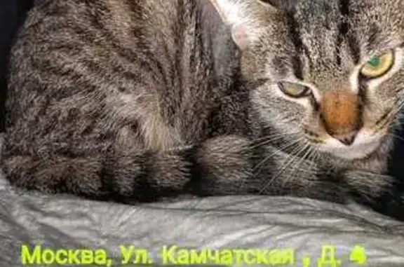 Кошки потеряшки, Москва, фото: Потеряшка кошка, Камчатская ул., Москва