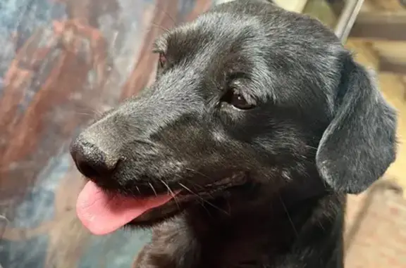 Собаки потеряшки, Ростов-на-Дону, фото: Потеряшка собака, пр. Ленина, 99, Ростов-на-Дону